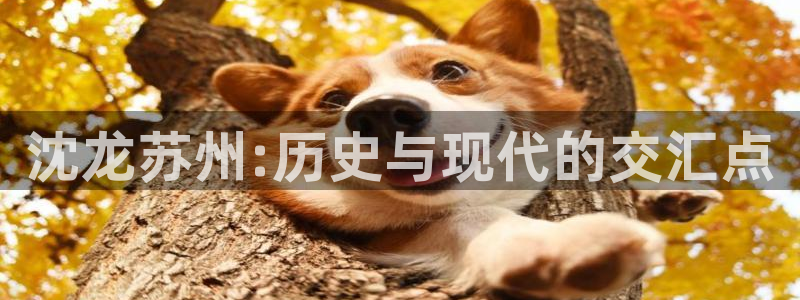 意昂4官网：沈龙苏州:历史与现代的交汇点